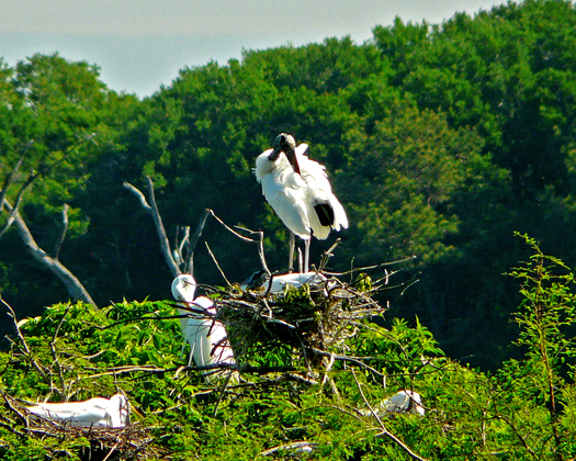 Harris Neck National Wildlife Refuge GA