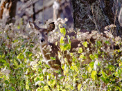 Shenandoah National Park