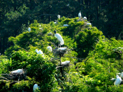 Harris Neck National Wildlife Refuge GA
