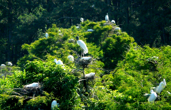 Harris Neck National Wildlife Refuge GA