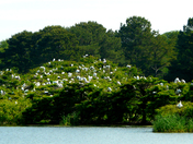 Harris Neck National Wildlife Refuge GA
