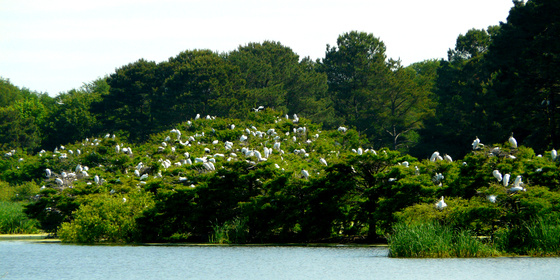 Harris Neck National Wildlife Refuge GA