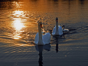 Swan Family-02