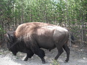 Yellowstone National Park