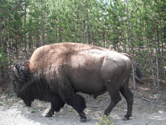 Yellowstone National Park