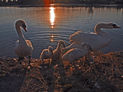 Swan Family-02