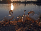 Swan Family-02