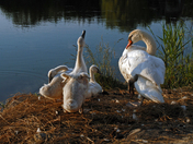 Swan Family-02