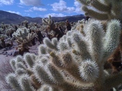 Joshua Tree National Park