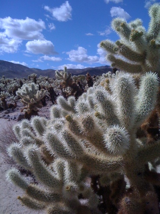 Joshua Tree National Park