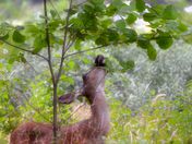 Yosemite National Park