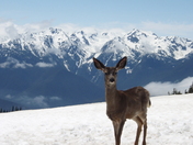 Olympic National Park