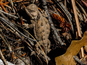 Cibola National Forest and National Grasslands