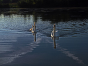 Swan Family-02