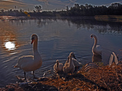 Swan Family-02