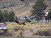 Yellowstone National Park