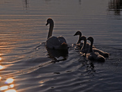 Swan Family-02