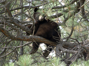 BEAR IN A TREE