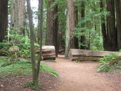 Redwood National Park