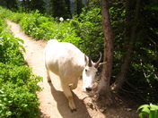 Glacier National Park