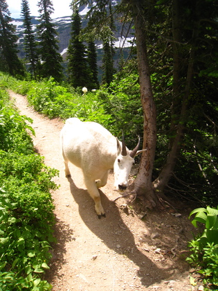 Glacier National Park