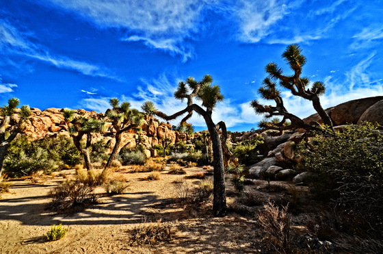 Joshua Tree National Park