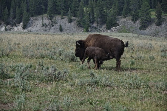 Yellowstone national Park