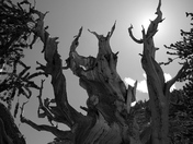 Great Basin National Park