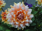 Denali National Park