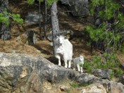 Blackhills National Forest
