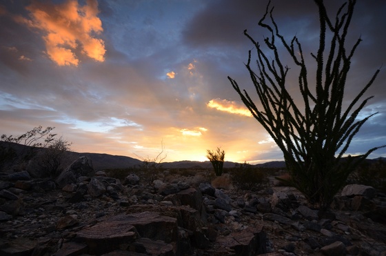 Joshua Tree National Park