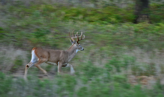 Wichita Mountains Wildlife Refuge