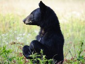 Great Smoky Mountain National Park