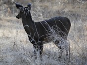 Great Smoky Mountain National Park