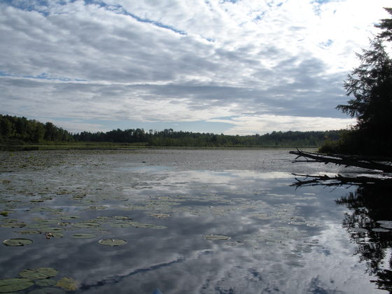 Chequamegon-Nicolet National Forest (Black Lake)