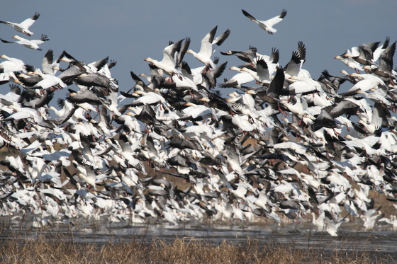 Lacassine National Wildlife Refuge