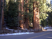 Sequoia National Park