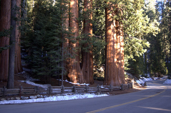 Sequoia National Park