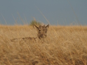 Badlands National Park