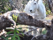 Glacier National Park