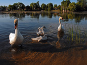 Swan Family-02