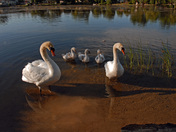Swan Family-02