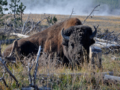 Yellowstone National Park
