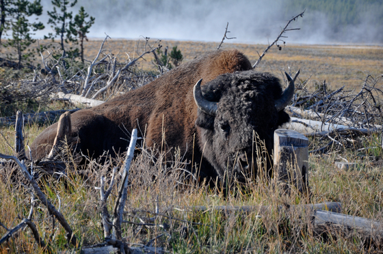 Yellowstone National Park