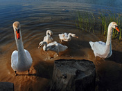 Swan Family-02