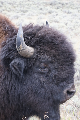 Yellowstone