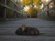 Back Bay National Wildlife Refuge