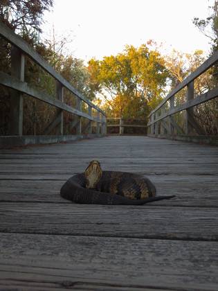Back Bay National Wildlife Refuge