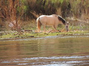 Glen Canyon/Colorado River