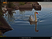Swan Family-03